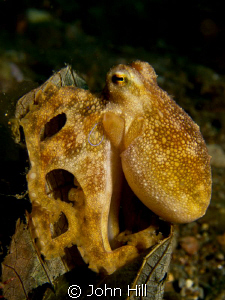 Poison Ocilate Octopus (about 3 inches tall).  It was out... by John Hill 